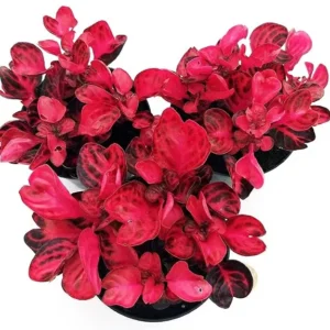 Iresine Herbstii Super Red - pianta per terrario/paludario o da interno in vasetto
