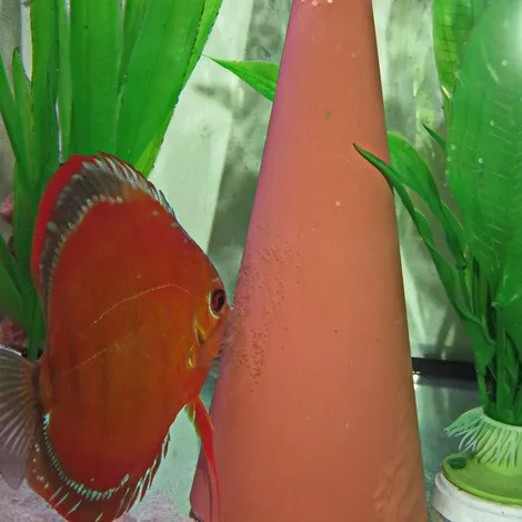 JBL DisCon - (Cono per deposizione Discus)