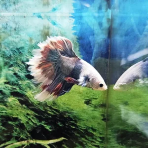 Betta splendens halfmoon koi butterfly - FOTO REALE - pesce combattente maschio 4,5 cm
