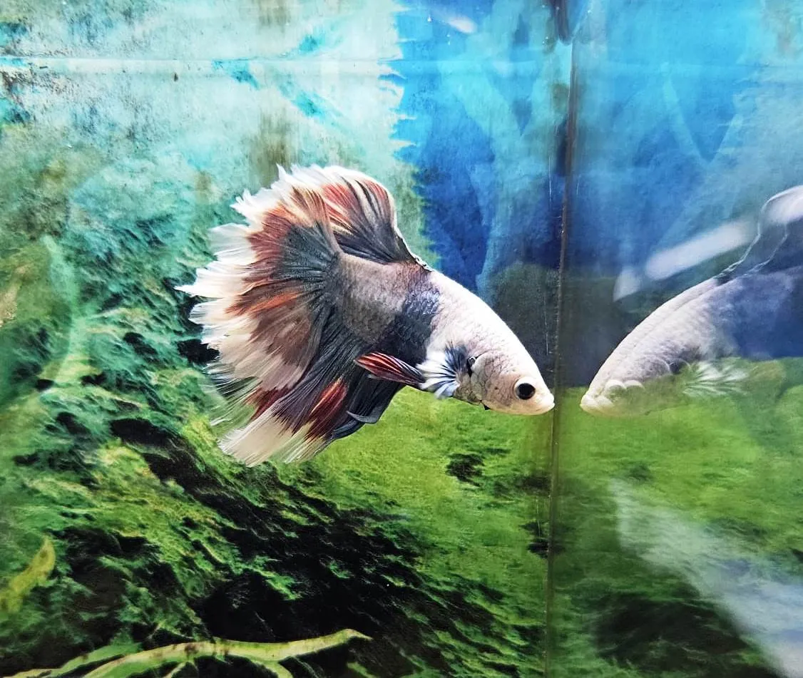 Betta splendens halfmoon koi butterfly - FOTO REALE - pesce combattente maschio 4,5 cm