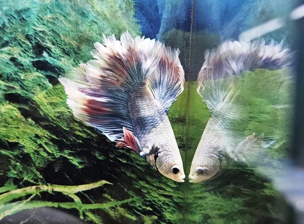 Betta splendens halfmoon koi butterfly - FOTO REALE - pesce combattente maschio 4,5 cm