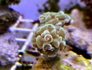 Euphyllia Parancora Green - FOTO REALI - 3 calici - Corallo duro LPS facile
