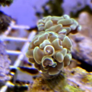 Euphyllia Parancora Green - FOTO REALI - 1 calice - Corallo duro LPS facile