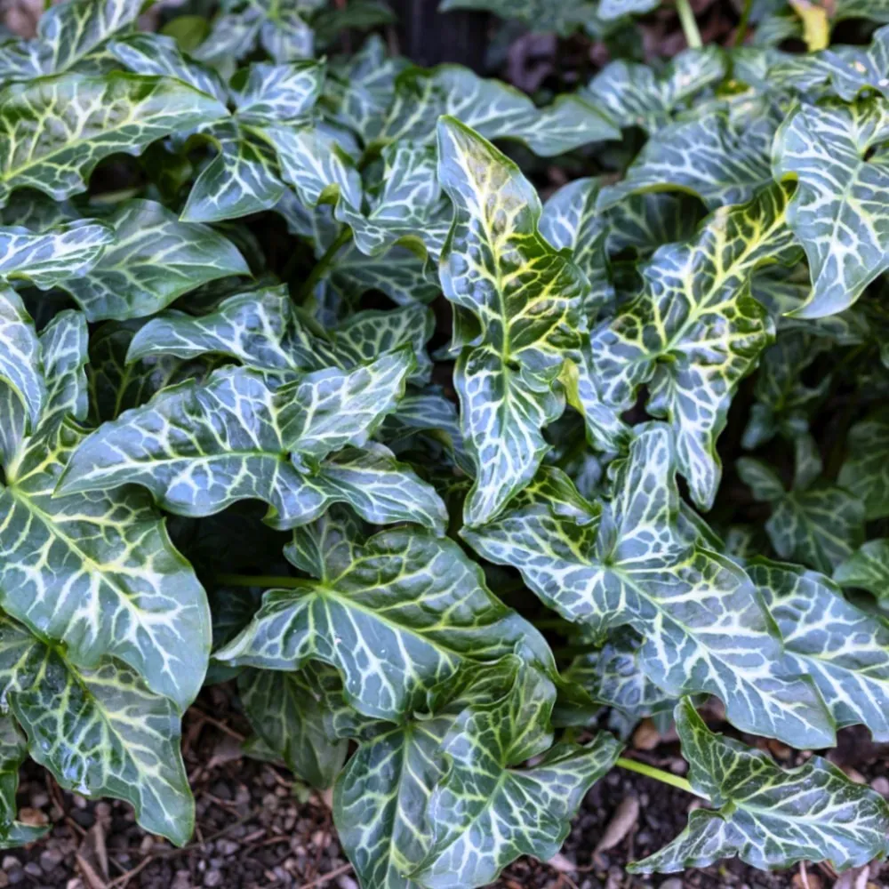 Arum Italicum - Gigaro chiaro o Pan di Serpe o Calla selvatica - pianta palustre piccola per laghetto