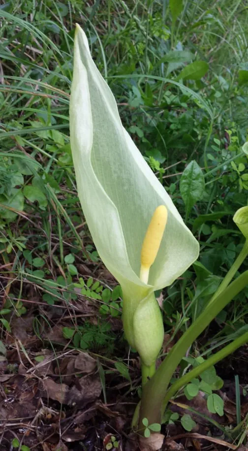 Arum Italicum - Gigaro chiaro o Pan di Serpe o Calla selvatica - pianta palustre piccola per laghetto