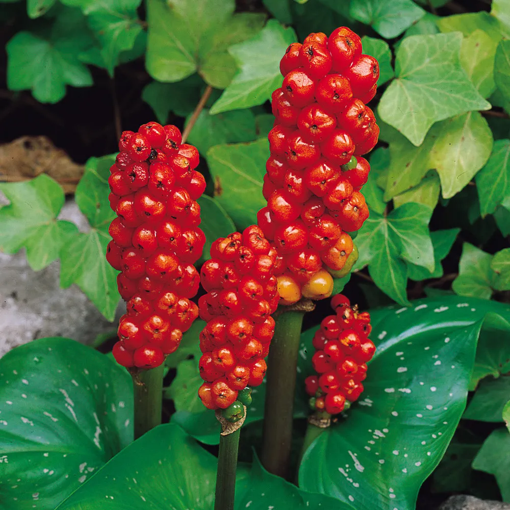 Arum Italicum - Gigaro chiaro o Pan di Serpe o Calla selvatica - pianta palustre piccola per laghetto