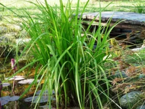 Carex Pseudocyperus - pianta palustre di taglia media dal fiore a spiga per laghetto