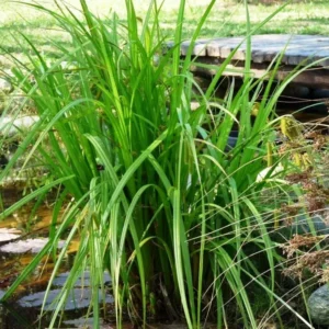 Carex Pseudocyperus - pianta palustre di taglia media dal fiore a spiga per laghetto