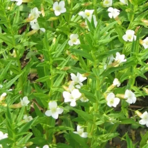 Gratiola Officinalis - Graziola - pianta palustre da terreno umido perenne di taglia piccola dal fiore bianco per laghetto