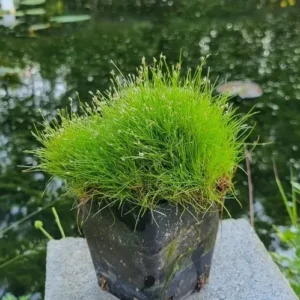 Eleocharis Acicularis - Giunchina aghiforme - pianta palustre di taglia piccola per laghetto