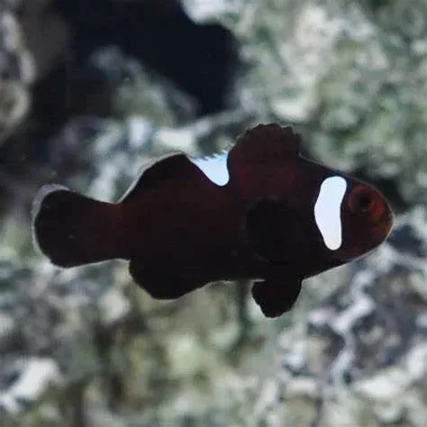 Amphiprion Ocellaris Black MISBAR (Pesce Pagliaccio nero - Ocellaris clownfish) - allevamento