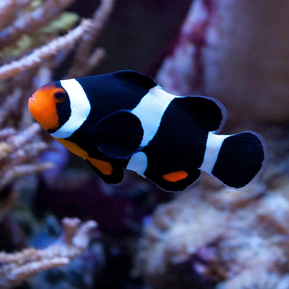 Amphiprion Ocellaris Black MISBAR (Pesce Pagliaccio nero - Ocellaris clownfish) - allevamento