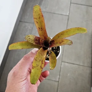 Neoregelia Akeso - pianta epifita per terrario o paludario in vasetto