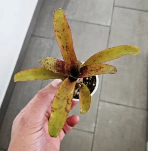 Neoregelia Akeso - pianta epifita per terrario o paludario in vasetto
