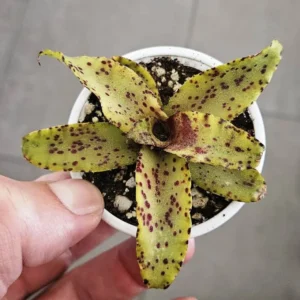 Neoregelia Chiquita Linda - pianta epifita per terrario o paludario in vasetto