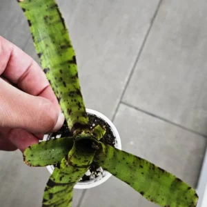 Neoregelia Hybrid - pianta epifita per terrario o paludario in vasetto
