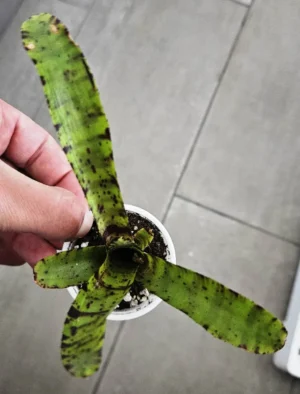 Neoregelia Hybrid - pianta epifita per terrario o paludario in vasetto