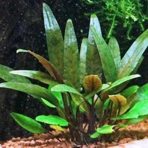 CRYPTOCORYNE LUCENS, pianta facile da primo piano in vasetto