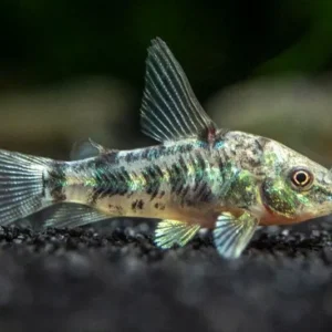 Corydoras Paleatus 2-3 cm, pesce da fondo marmorizzato