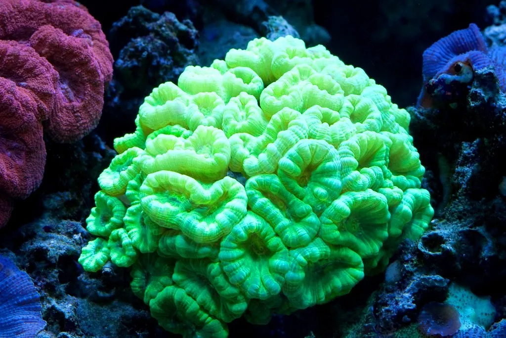 Caulastrea Furcata Verde fluo 20 bocche - Corallo duro LPS facile
