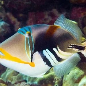 Rhinecanthus Aculeatus Humu Humu - Pesce balestra picasso per acquario marino