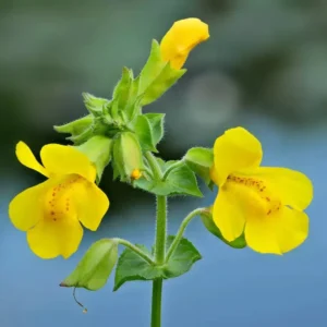 Mimulus Guttatus - pianta palustre da terreno umido perenne di taglia media dal fiore giallo maculato per laghetto