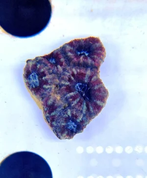 Acanthastrea Lordhowensis Red-Green - Foto Reali - Corallo duro LPS facile - frag 3-5 cm