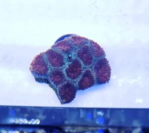 Acanthastrea Lordhowensis Red Heart - Foto Reali - Corallo duro LPS facile - frag 4-6 cm