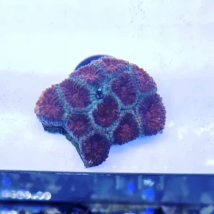 Acanthastrea Lordhowensis Red Heart - Foto Reali - Corallo duro LPS facile - frag 4-6 cm