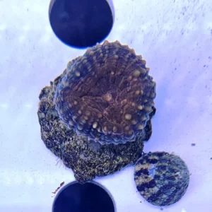 Lobophyllia Corymbosa Red - FOTO REALE - 1 calice - Corallo duro LPS facile