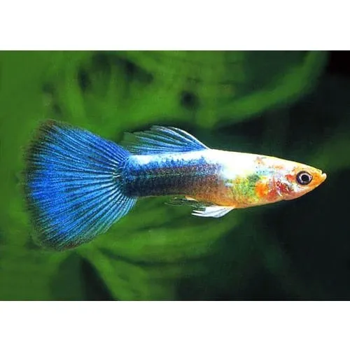 Coppia di Guppy Blue Neon, Poecilia reticulata 3,5 cm