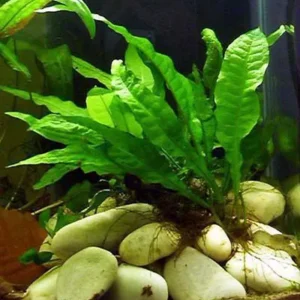 MICROSORIUM PTEROPUS, pianta epifita da primo piano