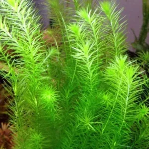 MAYACA FLUVIATILIS, pianta rapida depurativa