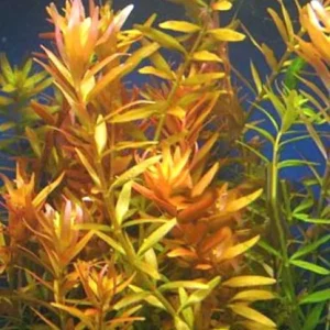 ROTALA orange juice - Pianta rossa a crescita rapida