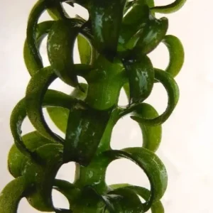 Elodea Canadensis, pianta rapida depurativa