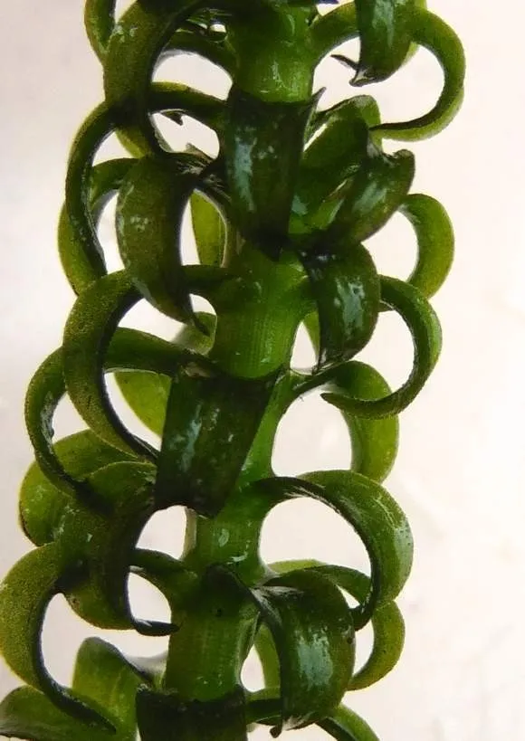 Elodea Canadensis, pianta rapida depurativa