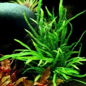 MICROSORIUM PTEROPUS 'TRIDENT', pianta epifita da primo piano in vasetto