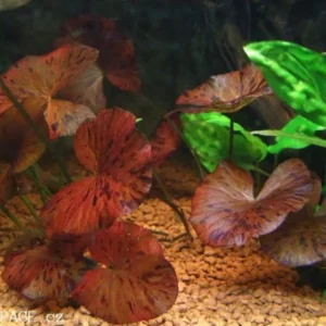NINFEA LOTUS ZENKERI RED - PIANTA ROSSA in vasetto - Nymphaea
