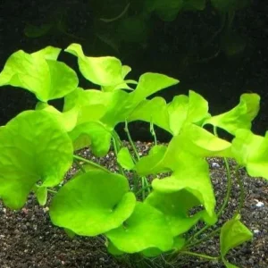 NYMPHOIDES SP. 'TAIWAN' O 'FLIPPER' - pianta da primo piano o centrale
