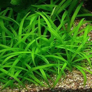 SAGITTARIA SUBULATA, pianta da pratino in vasetto