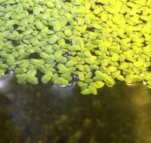 LEMNA MINOR (LENTICCHIA D'ACQUA), pianta galleggiante per acquario o laghetto