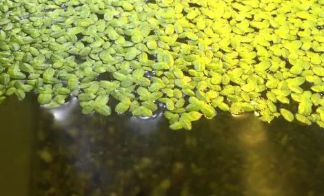 LEMNA MINOR (LENTICCHIA D'ACQUA), pianta galleggiante per acquario o laghetto