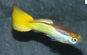 Coppia di Guppy German Yellow, Poecilia reticulata 3,5 cm - maschio e femmina