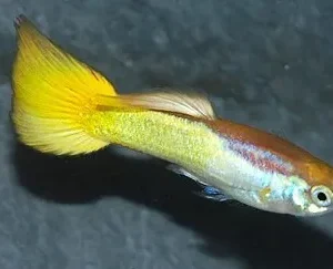 Coppia di Guppy German Yellow, Poecilia reticulata 3,5 cm - maschio e femmina