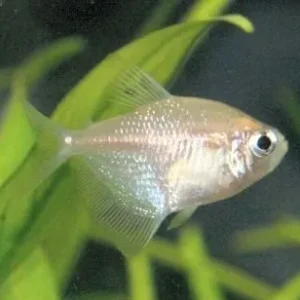 Gymnocorymbus ternetzi GOLD, pesce gonnella gold 2-5 cm