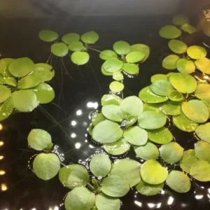 LIMNOBIUM LAEVIGATUM, pianta galleggiante per acquario o laghetto - 5 piantine