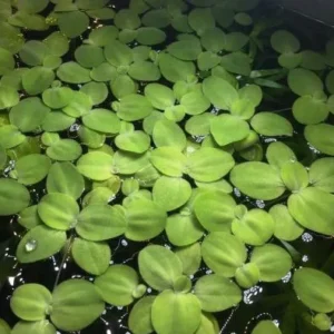 PISTIA STRATIOTES, pianta galleggiante per acquario o laghetto - 5 piantine