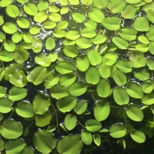 SALVINIA NATANS, pianta galleggiante per acquario o laghetto - 5 piantine