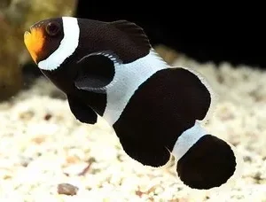 Amphiprion OCELLARIS Black (Pesce Pagliaccio nero - Ocellaris clownfish) - allevamento