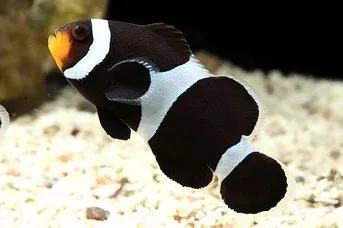Amphiprion OCELLARIS Black (Pesce Pagliaccio nero - Ocellaris clownfish) - allevamento